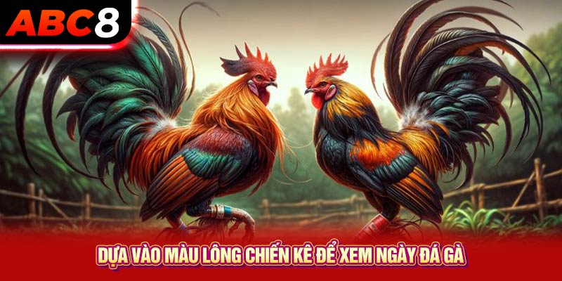 Dựa vào màu lông chiến kê để xem ngày đá gà