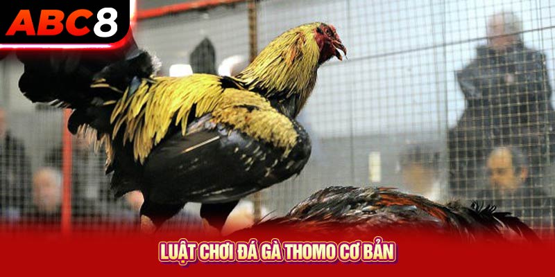 Luật chơi đá gà Thomo cơ bản