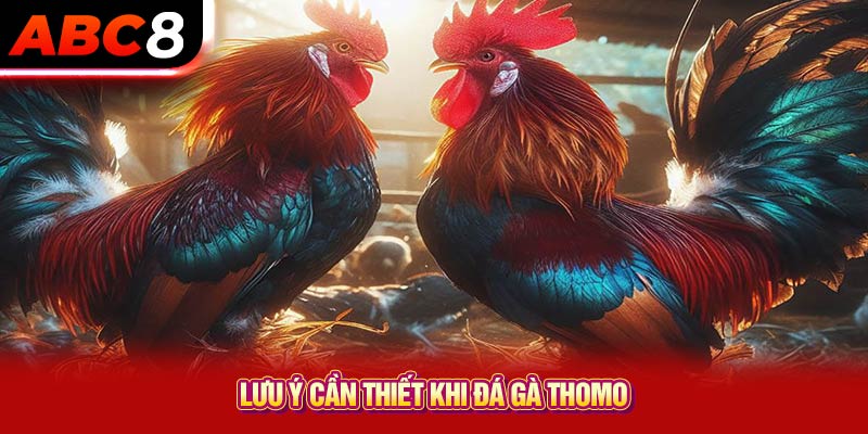 Lưu ý cần thiết khi đá gà Thomo